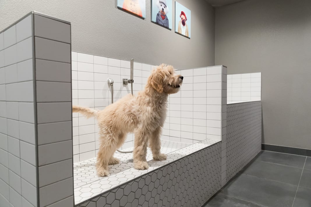 Pet Grooming Station in DFW Metroplex
