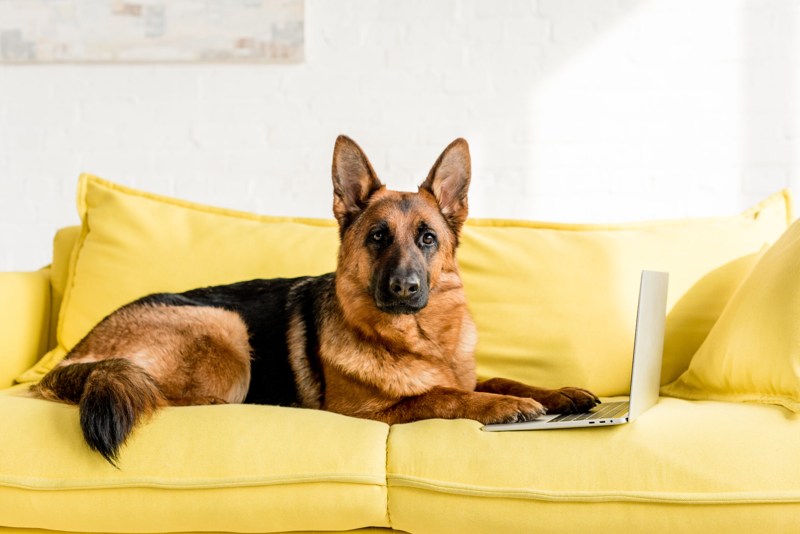 Apartments Accepting German Shepherds